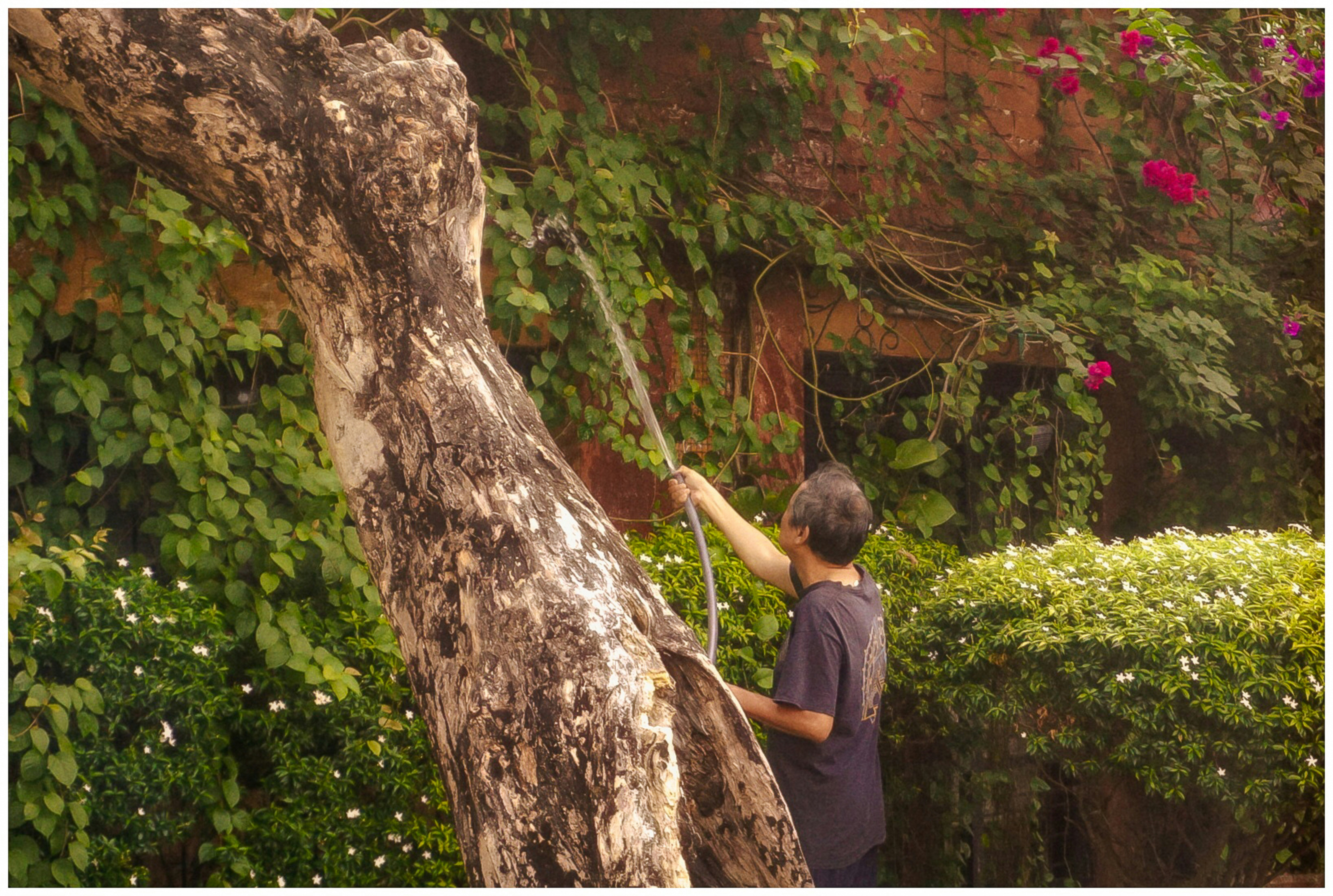 Garden design and planning service